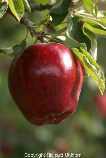 A mature Red Delicious apple hanging from a commercial orchard tree.