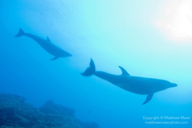 pacific-bottlenose-dolphin-009145